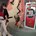 Max The Dog - Grinchmas - Universal Studios Hollywood