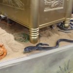 SDCC 2012: Preview night photos: Raiders of the Lost Ark: Ark of the Covenant full-sized model with LIVE snakes