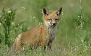 Large Red Fox Vulpes vulpes cub, Rocky Mt Arsenal NWR, Colorado, USA