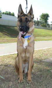Jessie, Brett Nachman's dog, named after the Toy Story character