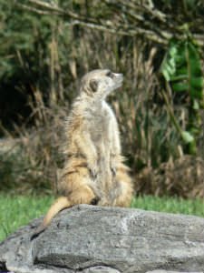 Meerkat at Disney's Animal Kingdom
