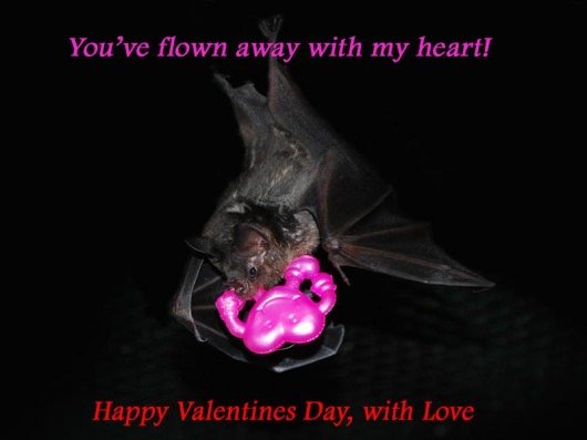 Valentine's Day Bat World ecard