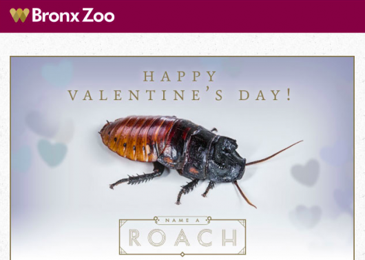 Name A Roach Bronx Zoo